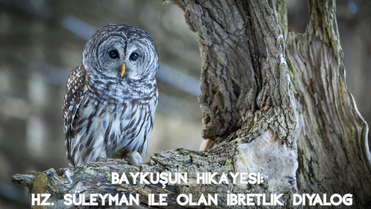 Baykuşun Hikayesi Nedir? Anlamı ve Kökeni (2026 Güncel Haber)