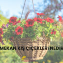 Dış Mekan Kış Çiçekleri Nedir?