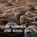 Gaziantep Kurbanlık Fiyatları 2026
