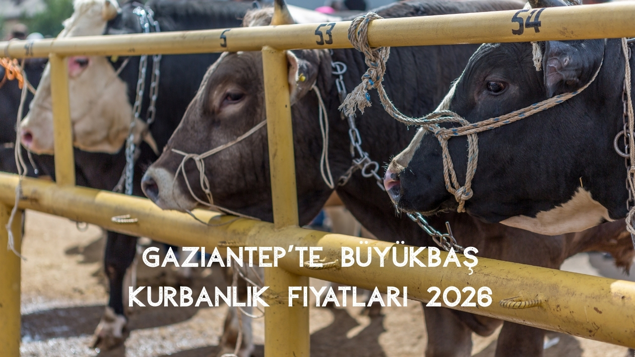 Gaziantep Kurbanlık Fiyatları 2026