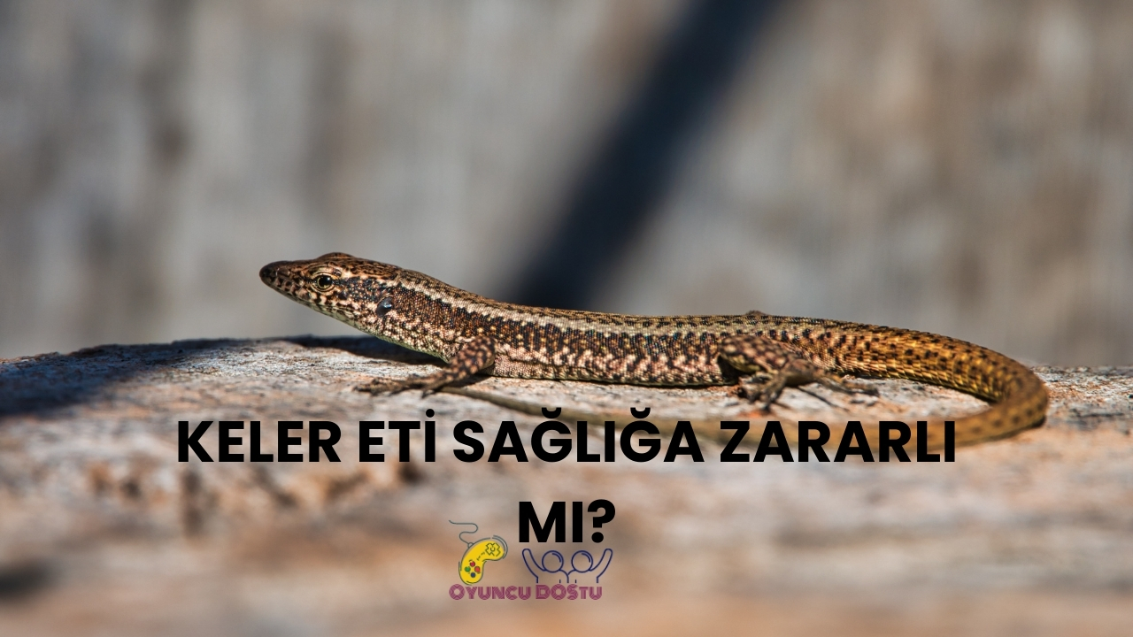 Tasavvufta Hangi Hayvan Neyi Simgeler?