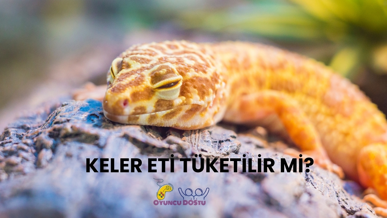 Tasavvufta Hangi Hayvan Neyi Simgeler?