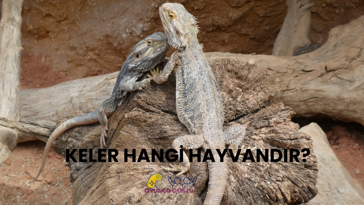 Tasavvufta Hangi Hayvan Neyi Simgeler?