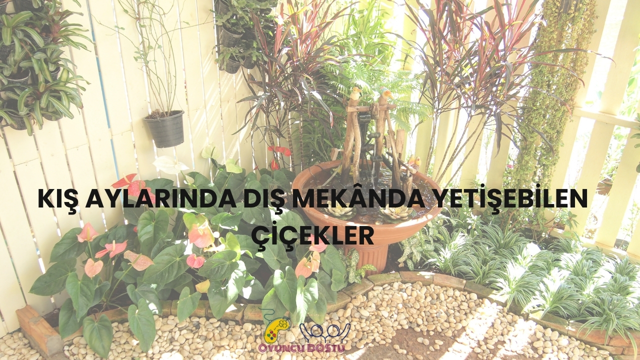 Dış Mekan Kış Çiçekleri Nedir?