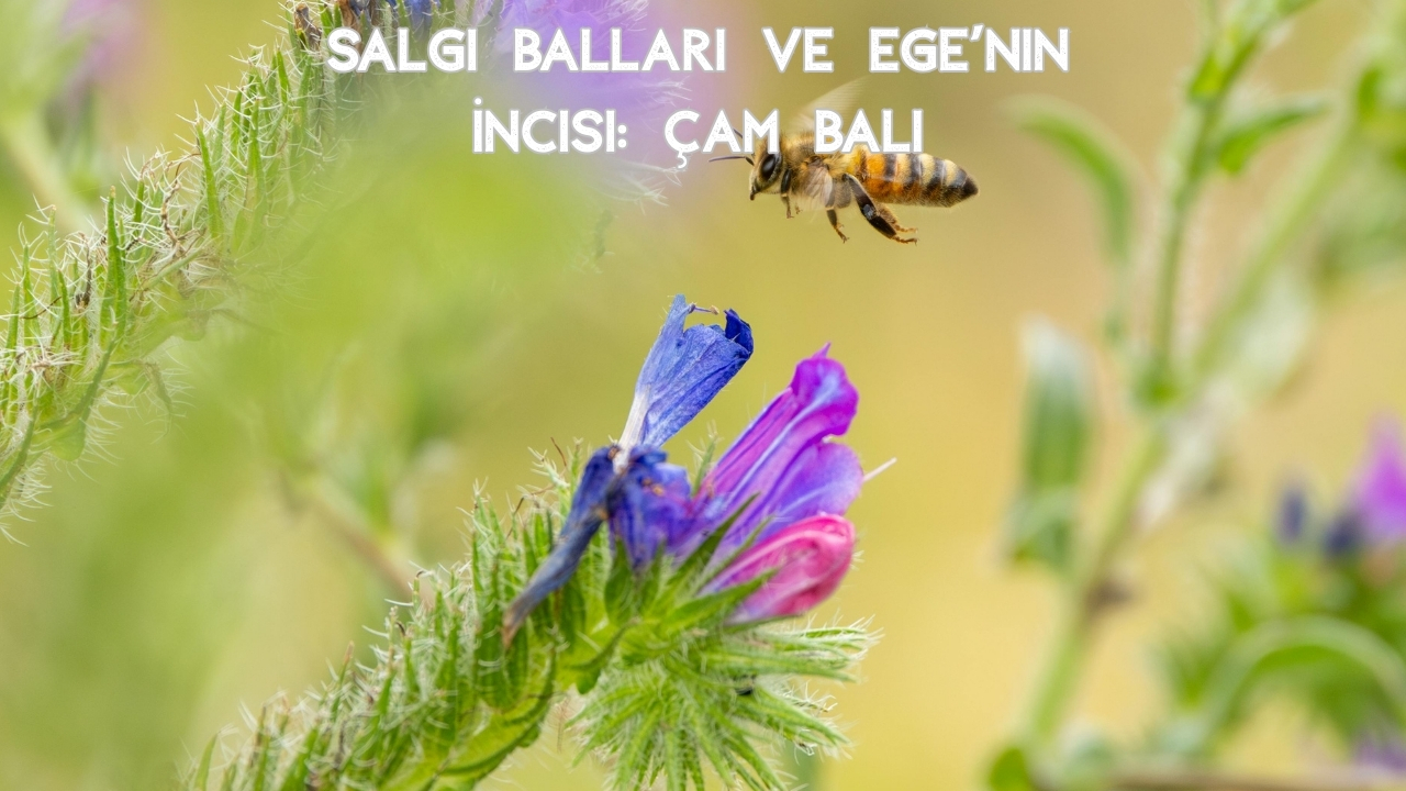 Türkiye'de Üretilen Bal Çeşitleri: En Popüler ve Şifalı Türler