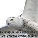 Baykuşun Hikayesi Nedir? Anlamı ve Kökeni (2026 Güncel Haber)