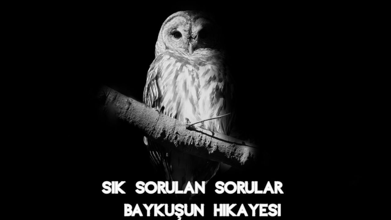 Baykuşun Hikayesi Nedir? Anlamı ve Kökeni (2026 Güncel Haber)