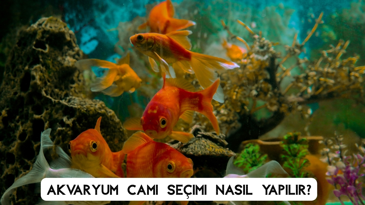 Akvaryum İmalatı: Ölçü, Cam Seçimi ve Profesyonel Yapım Aşamaları