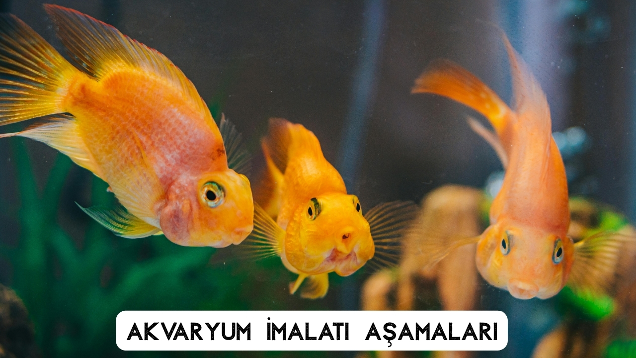 Akvaryum İmalatı: Ölçü, Cam Seçimi ve Profesyonel Yapım Aşamaları