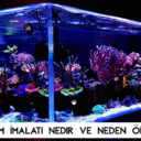 Akvaryum İmalatı: Ölçü, Cam Seçimi ve Profesyonel Yapım Aşamaları